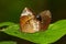 Image of The Common Palmfly Butterfly on green leaves. Insect