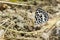 Image of common pierrot butterfly on the ground. Insect Animal