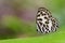 Image of common pierrot butterfly on nature background. Insect