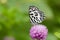 Image of common pierrot butterfly on purple flowers. Insect.