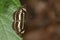 Image of common plain sailor butterfly on green leaves. Insect