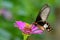 Image of Common Rose Butterfly on nature background. Insect