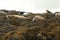 Image of common seals relaxing