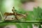 Image of Conjoined Spot Monkey-grasshopper female.