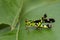 Image of Conjoined Spot Monkey-grasshopper male.