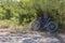 Image of a couple of bikes parked under a tree along a path