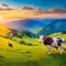 image of the cow grazing on a mountain pasture in a summer panoramic view with mountain range.