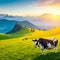 image of the cow grazing on a mountain pasture in a summer panoramic view with mountain range.