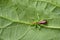 Image of cricket green on green leaves. Insect