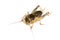 Image of cricket on white background., Insects.