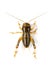 Image of cricket on white background., Insects.