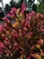 image of a criminal ornamental plant with red leaves that can withstand outdoor heat