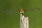 Image of crimson dropwing dragonfly femaleTrithemis aurora
