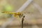 Image of crimson dropwing dragonflyfemale/Trithemis aurora.