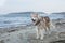 Image of cute Beige and white Siberian Husky dog standing on the beach.