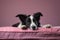 Image of cute border collie dog lying on sleeping cushion. Pet. Animals