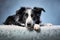 Image of cute border collie dog lying on sleeping cushion. Pet. Animals