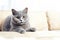 Image of cute british shorthair cat lying on sofa. Pet. animals. Illustration, Generative AI