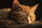 Image of cute brown tabby cat sleeping. Pet. illustration. Generative AI