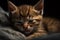 Image of cute brown tabby cat sleeping. Pet. illustration. Generative AI