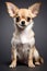 Image of cute chihuahua dog on clean background. Pet. Animals. Illustration. Generative AI