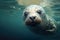 Image of cute eared seals staring. Wildlife Animals. Illustration, Generative AI