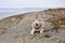 Image of cute lying Beige and white Siberian Husky dog on the pebble beach on the sea background