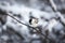 Image of cute marsh tit bird sitting on the branch in the winter forest on white snow background