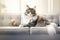 Image of cute norwegian forest cat lying on sofa. Pet. animals. Illustration, Generative AI