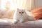 Image of cute persian cat lying on sofa. Pet. animals. Illustration, Generative AI