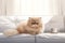 Image of cute persian cat lying on sofa. Pet. animals. Illustration, Generative AI