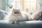 Image of cute persian cat lying on sofa. Pet. animals. Illustration, Generative AI