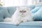 Image of cute persian cat lying on sofa. Pet. animals. Illustration, Generative AI