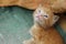 image of cute red tabby kitten. Animals day, mammal, pets concept.