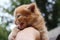 image of cute red tabby kitten. Animals day, mammal, pets concept.