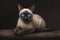 Image of cute siamese cat. Pet. Animals. Illustration, Generative AI