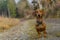 Image of a dachshund standing on a stone path looking very attentive looking at you