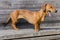 Image of a dachshund standing on a wooden bench in a park yawning