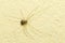 Image of daddy long legs spiders on the floor. Insect. Animal