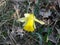 Image of daffodil flowers grass. Natural composition