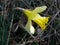 Image of daffodil flowers grass. Natural composition