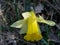 Image of daffodil flowers grass. Natural composition