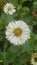 Image of Daisies are simple but beautiful flowers