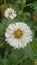 Image of Daisies are simple but beautiful flowers