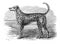Image of Dalmatian Dog in the old book The Encyclopaedia Britannica, vol. 7, by C. Blake, 1877, Edinburgh