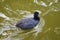 Image of dark feathered duck with white beak swimming in a leak