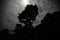 Image of dark night in Peruvian jungle. Rainforest evening. Shadows of jungle