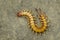 Image of dead centipedes or chilopoda on the ground. Animal. poisonous animals