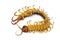 Image of dead centipedes or chilopoda  on white background. Animal. poisonous animals