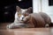 An image depicting a British Shorthair cat in a relaxed pose on the floor. Generative AI.